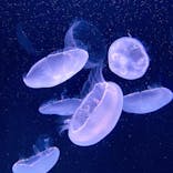 サンシャイン水族館に投稿された画像（2021/3/7）