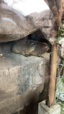 天王寺動物園に投稿された画像（2021/3/7）