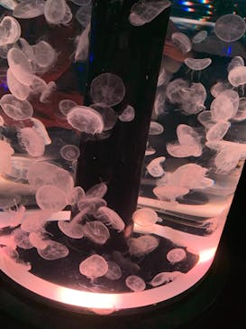 マクセル アクアパーク品川に投稿された画像（2021/3/7）