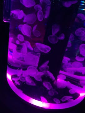 マクセル アクアパーク品川に投稿された画像（2021/3/7）