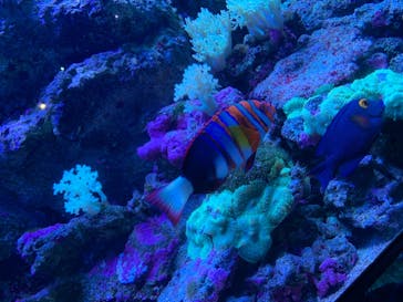 マクセル アクアパーク品川に投稿された画像（2021/3/7）