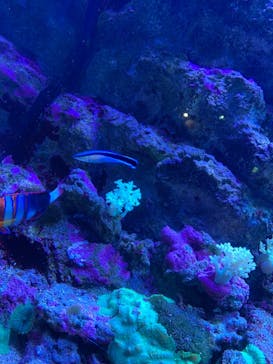 マクセル アクアパーク品川に投稿された画像（2021/3/7）