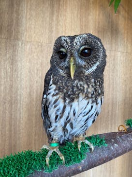 Moff animal cafe 小田原ダイナシティ店に投稿された画像（2021/3/7）