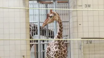 天王寺動物園に投稿された画像（2021/3/8）