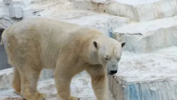 天王寺動物園に投稿された画像（2021/3/8）