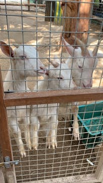 しろとり動物園に投稿された画像（2021/3/7）