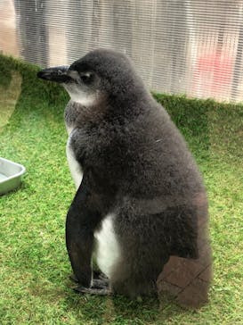 富士花鳥園に投稿された画像（2021/3/8）