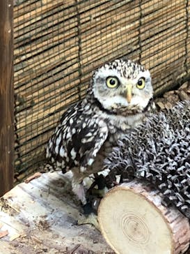 富士花鳥園に投稿された画像（2021/3/8）