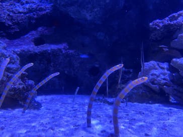 マクセル アクアパーク品川に投稿された画像（2021/3/8）