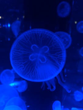 マクセル アクアパーク品川に投稿された画像（2021/3/8）