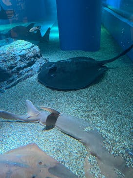 マクセル アクアパーク品川に投稿された画像（2021/3/8）