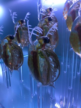 マクセル アクアパーク品川に投稿された画像（2021/3/8）