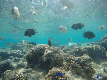 武藤潜水に投稿された画像（2021/3/8）