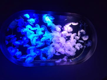 マリンワールド海の中道に投稿された画像（2021/3/8）