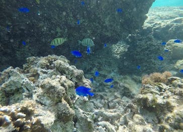 武藤潜水に投稿された画像（2021/3/8）