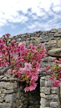 今帰仁城跡に投稿された画像（2021/3/8）