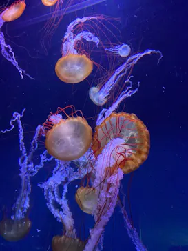 すみだ水族館に投稿された画像（2021/3/8）
