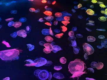 すみだ水族館に投稿された画像（2021/3/8）