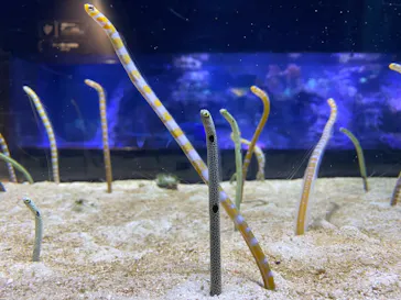 すみだ水族館に投稿された画像（2021/3/8）