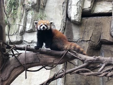 那須どうぶつ王国に投稿された画像（2021/3/8）