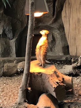 那須どうぶつ王国に投稿された画像（2021/3/8）