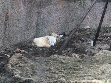 那須どうぶつ王国に投稿された画像（2021/3/8）