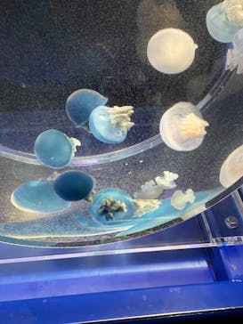 京都水族館に投稿された画像（2021/3/8）