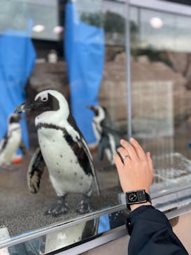 京都水族館に投稿された画像（2021/3/8）