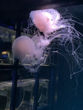 京都水族館に投稿された画像（2021/3/8）