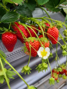 いのさんの観光農園に投稿された画像（2021/3/8）