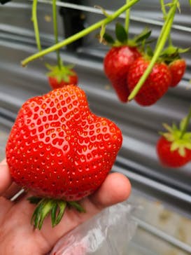 いのさんの観光農園に投稿された画像（2021/3/8）