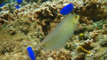 ダイビングショップ Sea Free（シーフリー）に投稿された画像（2021/3/9）