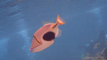 ダイビングショップ Sea Free（シーフリー）に投稿された画像（2021/3/9）