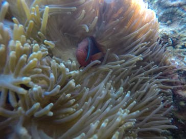 武藤潜水に投稿された画像（2021/3/9）