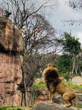 天王寺動物園に投稿された画像（2021/3/9）
