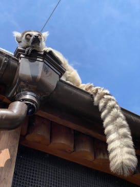 神戸どうぶつ王国に投稿された画像（2021/3/9）