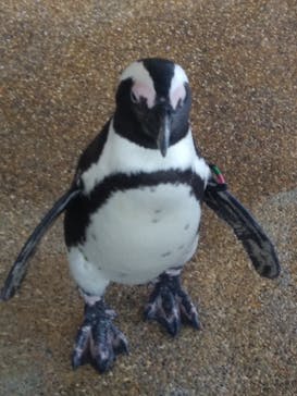 京都水族館に投稿された画像（2021/3/9）