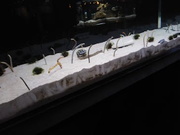 京都水族館に投稿された画像（2021/3/9）