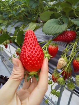 いのさんの観光農園に投稿された画像（2021/3/9）