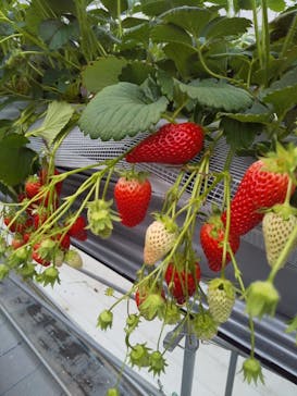 いのさんの観光農園に投稿された画像（2021/3/9）