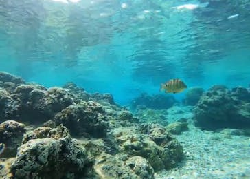 青の洞窟専門店　沖縄ダイビングショップ和に投稿された画像（2021/3/9）