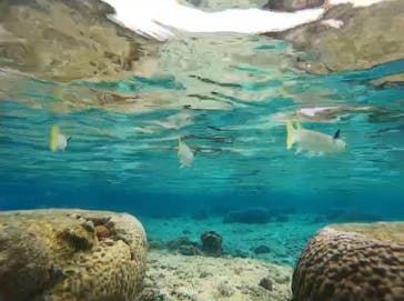 青の洞窟専門店　沖縄ダイビングショップ和に投稿された画像（2021/3/9）