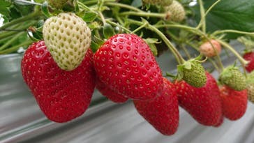 いのさんの観光農園に投稿された画像（2021/3/9）