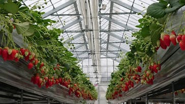 いのさんの観光農園に投稿された画像（2021/3/9）