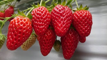 いのさんの観光農園に投稿された画像（2021/3/9）