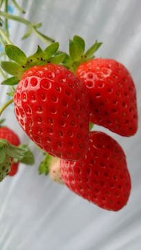 いのさんの観光農園に投稿された画像（2021/3/9）