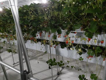 井上寅雄農園に投稿された画像（2021/3/9）