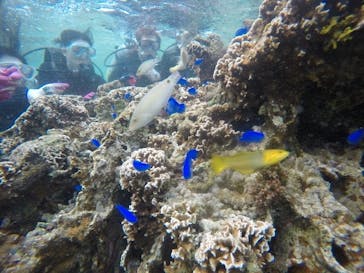 武藤潜水に投稿された画像（2021/3/10）