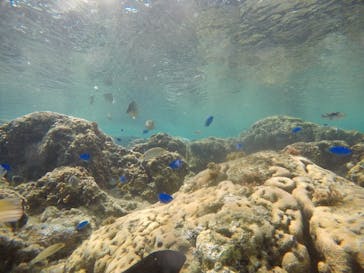 武藤潜水に投稿された画像（2021/3/10）