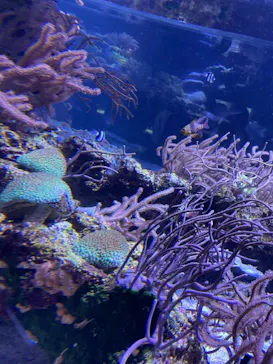 すみだ水族館に投稿された画像（2021/3/10）